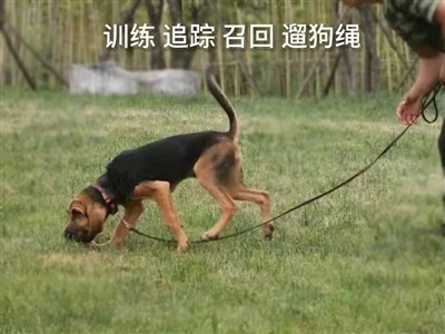 Tali Anjing Latihan Panjang: Mengapa Bahan 304 Dan Pilihan Tersuai Membuat Pe...